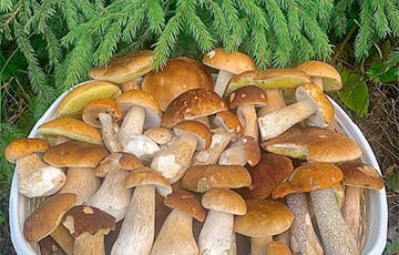 Сколько видов съедобных грибов насчитывается в Беларуси?