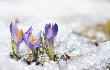 Последний день зимы порадует беларусов теплом