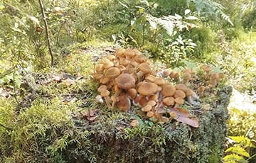 В беларусских лесах появились опята
