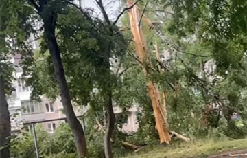 В Барановичах молния пополам расколола дерево во дворе многоэтажки