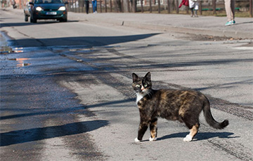 В Минске кошка спровоцировала аварию
