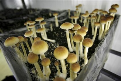 В Калифорнии вслед за марихуаной предложили узаконить грибы