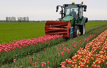 Под Брестом скосили огромное поле цветущих тюльпанов