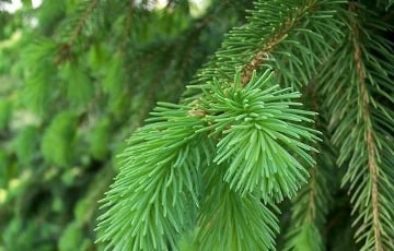 В Минске появились в продаже первые живые елки в кадках