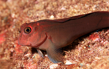 Ученые раскрыли тайну рыбьего слуха под водой