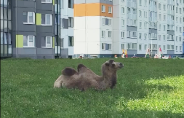 В Дзержинске заметили верблюда