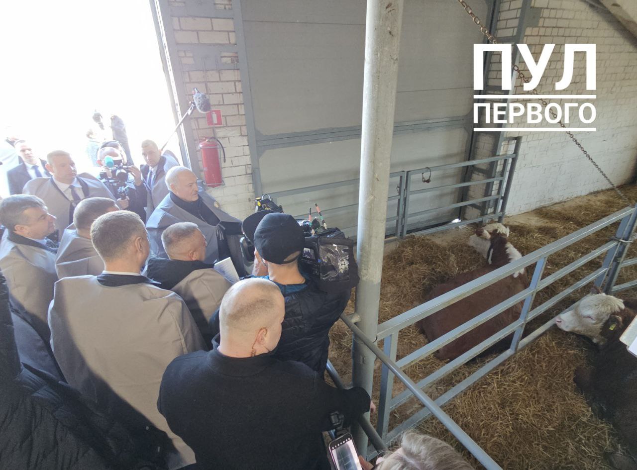 Лукашенко на ферме подарили беременную корову: «будет содержаться хорошо»