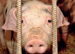 Госконтроль: Белорусские свиньи не хотят размножаться