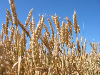 Беларусь до 2016 года будет поэтапно сокращать уровень господдержки сельхозпроизводителей
