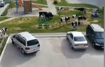 Стадо коров оккупировало район Бобруйска