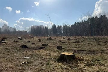 В Минске массово вырубают лес под предлогом «кородеда»