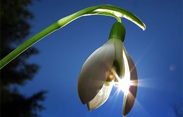 До +16°С обещают в Беларуси 21 марта