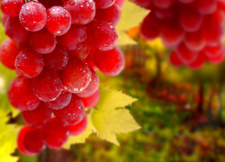 Ученые: Виноград и красное вино помогают быстро похудеть