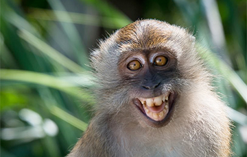 Ученые открыли новый вид человекообразных обезьян