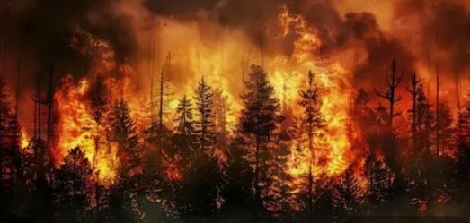 Крупный лесной пожар под Гродно: что известно