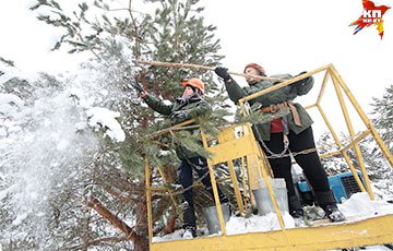 «Морозко» по-белорусски: девушки зимой собирают в лесу шишки ведрами