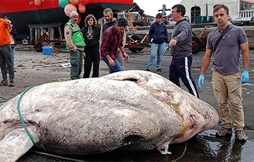У берегов Португалии обнаружили самую тяжелую костную рыбу в мире