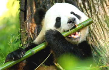 Ученые разгадали эволюционную загадку, связанную с пандами