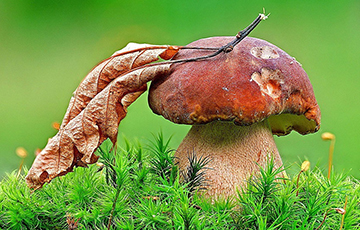 Беларусы собирают рекордные урожаи грибов