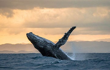 Ученые рассказали, как киты учатся песням у сородичей