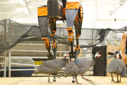 В США создали самого быстрого в мире двуногого робота
