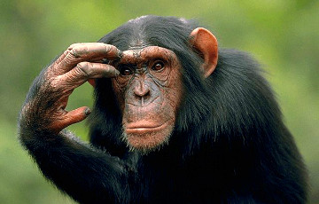Ученые: Шимпанзе и гориллы сотрудничают в дикой природе