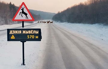 В Беларуси продолжает расти число ДТП с участием диких животных