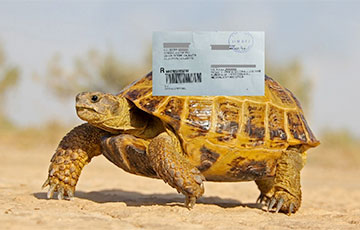 Беларус доказал, что черепаха может доставить письмо быстрее почты