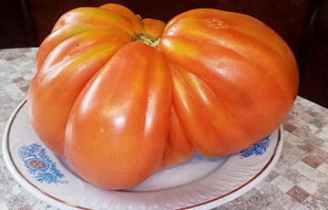 Жительница Горок вырастила гигантские помидоры и лук