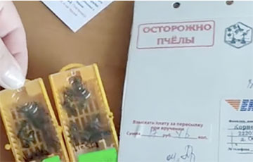 Беларуске по почте прислали пчел