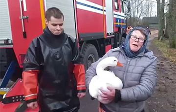 Под Мяделем домашний гусь вмерз в лед