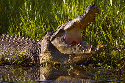 В Австралии нашли морозильник с головами крокодилов