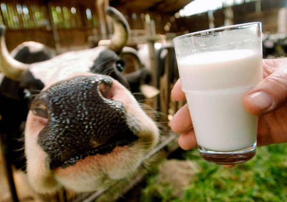 Правительство отпустит цены на сельхозпродукцию: будет ли молоко по карману белорусам?
