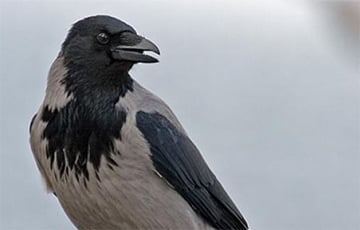 В Гродно ворона разбила стекло в машине