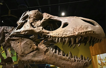 Ученые рассказали, сколько весил самый крупный тираннозавр в мире