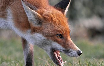 В деревне под Столином ввели двухмесячный карантин из-за бешеной лисы
