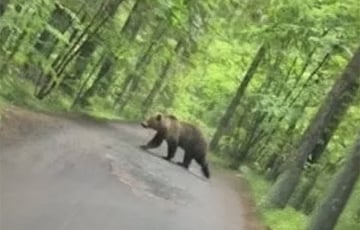 Под Минском гуляет медведь