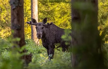 В Беларуси лоси стали все чаще выходить к дорогам