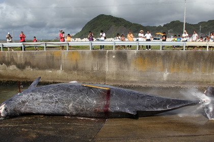 Японские китобои убили 333 полосатика в Антарктике