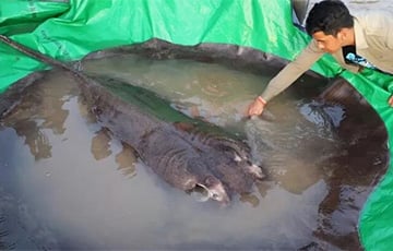 В Камбодже поймали самую большую в современной истории пресноводную рыбу