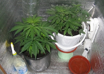 Подпольная лаборатория по выращиванию марихуаны раскрыта в Витебске