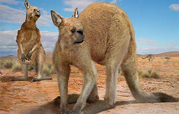 Ученые раскрыли тайну гигантских доисторических кенгуру