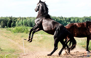 Житель Барановичского района хотел украсть коня, но животному это не понравилось