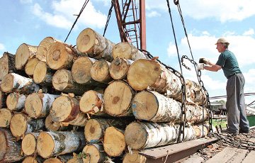 В Беларуси лес массово вырубают на экспорт?