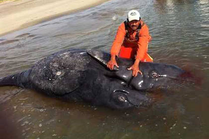 Экологи нашли сиамских близнецов серого кита