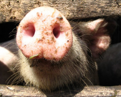 Поставки свинины из Беларуси в РФ приостановлены