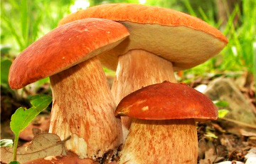 На Гомельщине обнаружили грибы и ягоды с повышенным уровнем радиации