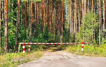 Где в Беларуси действуют запреты и ограничения на посещение лесов?