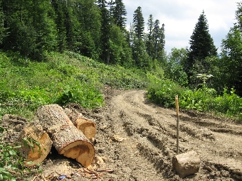 Несколько уголовных дел возбуждено в Минской области по фактам незаконных рубок леса