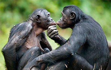 Ученые нашли сходство между жестовыми языками у людей и приматов